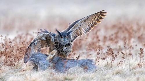 Eurasian Eagle-owl (Bubo bubo), on a roe deer (Capreolus capreolus), roadkill, Swabian Alb