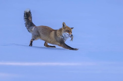 Red fox (Vulpes vulpes), with caught mouse on a meadow covered with snow, Swabian Alb biosphere