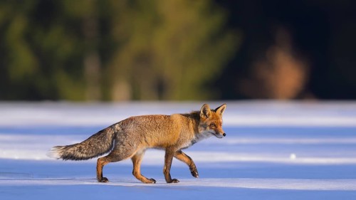 Red fox (Vulpes vulpes), foraging in a meadow covered with snow, Swabian Alb biosphere reserve,