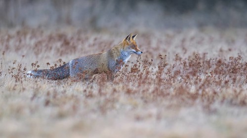 Red fox (Vulpes vulpes), securing in the last light in a meadow, Swabian Alb biosphere reserve,