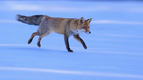 Red fox (Vulpes vulpes), jumping on a meadow covered with snow, Swabian Alb biosphere reserve,