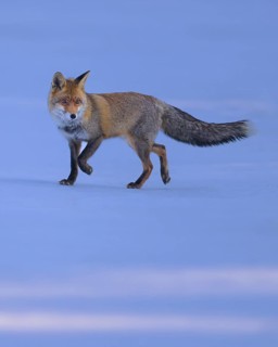 Red fox (Vulpes vulpes), foraging in a meadow covered with snow, Swabian Alb biosphere reserve,