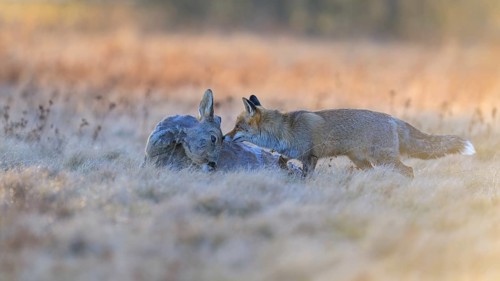 Red fox (Vulpes vulpes), at last light, roe deer (Capreolus capreolus), roadkill, Swabian Alb