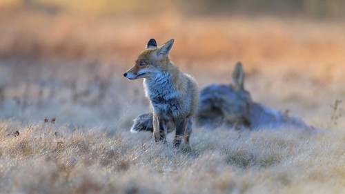 Red fox (Vulpes vulpes), securing at the leach in the last light, roe deer (Capreolus capreolus),