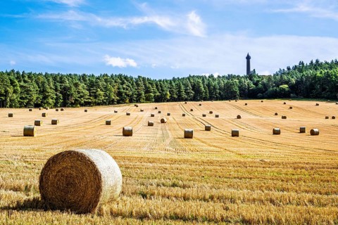 Straw bales in the Scottish fields, Southeast Scotland, UK