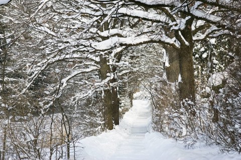Oak avenue (Quercus robur), hiking trail, walking path, winter landscape, Penzberg, Upper Bavaria,