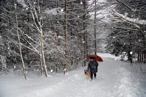 Woman with German Shepherd and Umbrella, Walking with Snow, Forest Trail, Winter, Upper Bavaria,