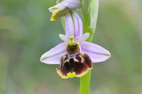 Bee orchid (Ophrys apivera), single flower, close-up, at the edge of a field hedge, North