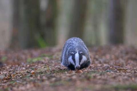 European badger (Meles meles), foraging in a beech forest, Swabian Alb biosphere reserve,