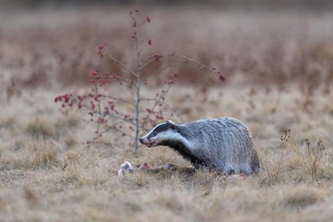 European badger (Meles meles), on roadkill, European hare (Lepus europaeus), in a meadow, Swabian