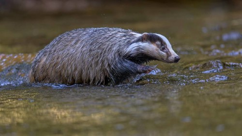 European badger (Meles meles), crossing a stream in the last light, deciduous tree is reflected in
