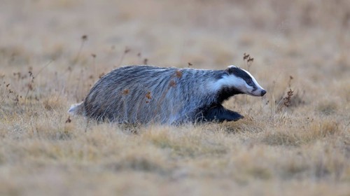 European badger (Meles meles), foraging in a meadow, Swabian Alb biosphere reserve,