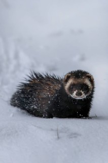 Moving around in closed snow cover is difficult for the European polecat (Mustela putorius), snow,