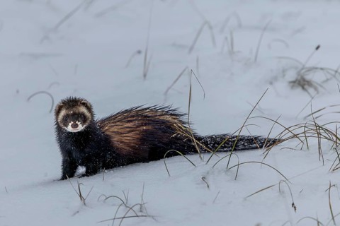 The European polecat (Mustela putorius) likes to hunt along the banks of bodies of water or in