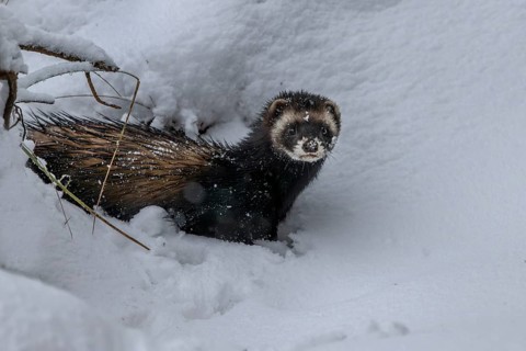 The inspection of a small cave in a tree root for prey ends unsuccessfully for the European polecat
