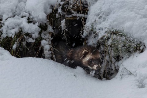 A European polecat (Mustela putorius) inspects a cave in search of prey, but without hunting