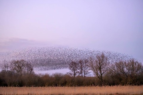 A flock of starlings (Sturnus vulgaris) forms impressive patterns in front of a colourful sky at