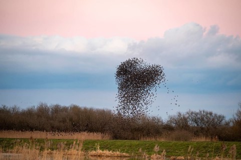 A flock of starlings (Sturnus vulgaris) draws a dynamic heart-shaped form in the sky, Dümmer nature