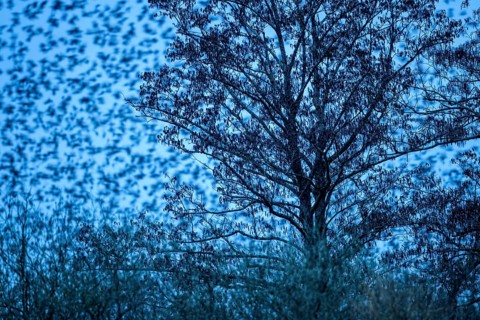 A flock of starlings (Sturnus vulgaris) flies from a tree against a blue-coloured evening sky at