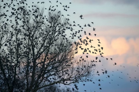 A flock of starlings (Sturnus vulgaris) flying from a tree in front of a colourful sky at sunset,