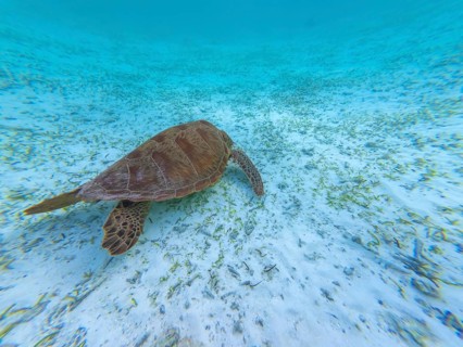 Green sea turtle gracefully navigating the clear, shallow turquoise waters of the indian ocean,