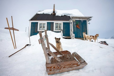 Greenlandic dogs outside a house in the village of Tiniteqilaaq, the village is one of five