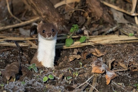 An ermine (Mustela erminea) looks out attentively from its den on a leaf-covered forest floor,