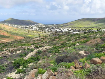 Valley of 1000 Palms, Haria, Lanzarote, Canary Islands, Spain