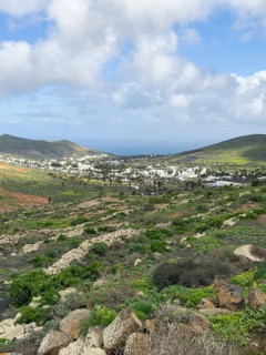 Valley of 1000 Palms, Haria, Lanzarote, Canary Islands, Spain