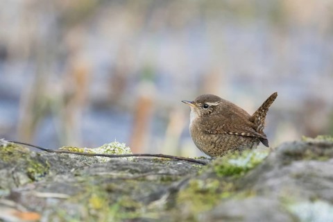 A wren (Troglodytes troglodytes) sits on a moss-covered rock and looks attentively, Hesse, Germany