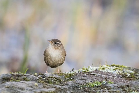 A wren (Troglodytes troglodytes) stands on a moss-covered rock surrounded by the muted colours of