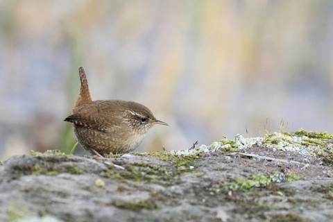 A wren (Troglodytes troglodytes) perches on a moss-covered rock and looks to the side, Hesse,
