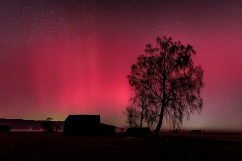 Northern lights, aurora borealis, solar storm, January 2026, red, green, hut, trees, birch,