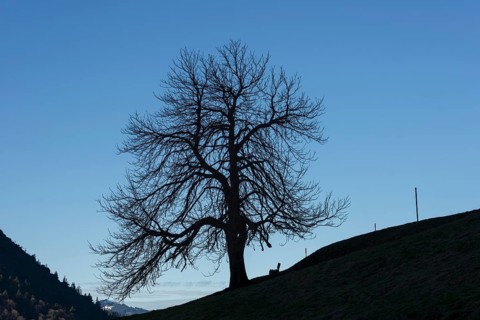 A single standing chestnut tree (Castanea) in late autumn, including an empty bench, Dietersbachtal