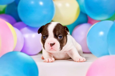 3 weeks old pied and tan French Bulldog dog puppy between colorful balloons
