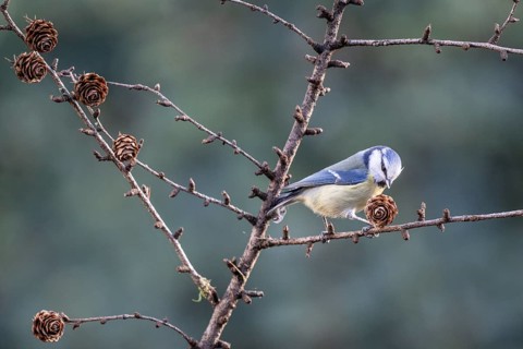 Blue tit (Parus caerulea), Emsland, Lower Saxony, Germany