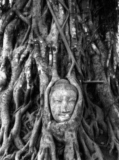 Buddha's head grown into the poplar fig (Ficus religiosa) . According to Buddhist tradition,