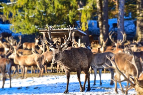 Wild feeding of red deer in the Allgäu region, Bavaria, Germany