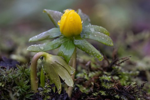 Winter aconite (Eranthis hyemalis), Emsland, Lower Saxony, Germany