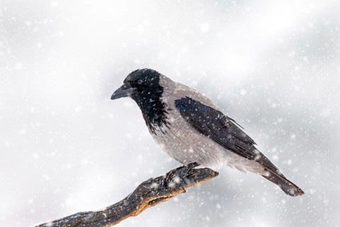 Northern European hooded crow (Corvus cornix cornix) in the snow perched on branch during heavy