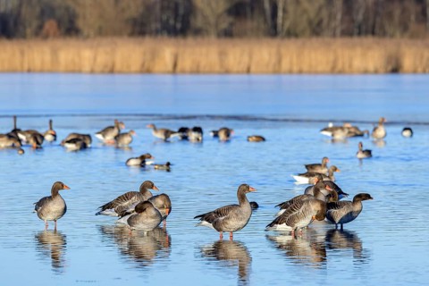Greylag geese, graylag goose flock (Anser anser) resting in shallow water of lake in winter
