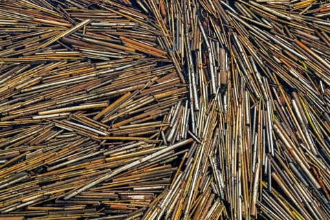 Common reeds (Phragmites australis, Phragmites communis) broken reed stems floating in water of