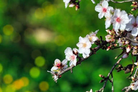 Almond blossom, blossoming branch, almond tree (Prunus dulcis), Agrigento, Sicily, Southern Italy,