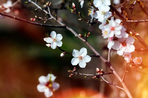 Almond blossom, blossoming branch, almond tree (Prunus dulcis), light reflections, Agrigento,