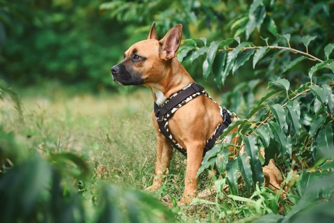 Dog wearing Y-shaped harness sitting among grass and plants