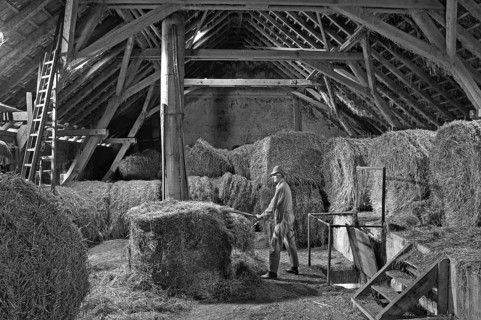 Helper in overalls forks hay in a hayloft, on a former Franconian farm, black and white, Bavaria,