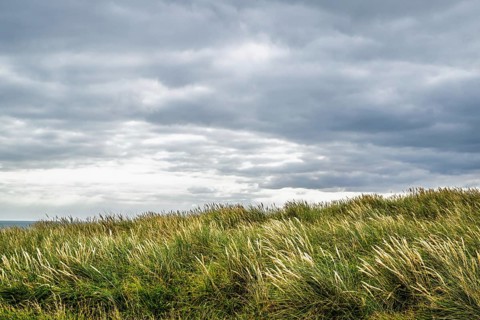 Grass over Hengistbury Head, Christchurch Head, English Channel, Dorset, England, United Kingdom