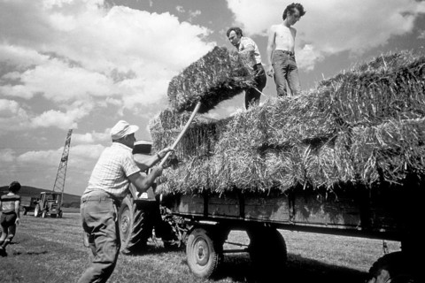 Farmer and assistant loading hay onto a trailer, former Franconian farm, black and white, Bavaria,
