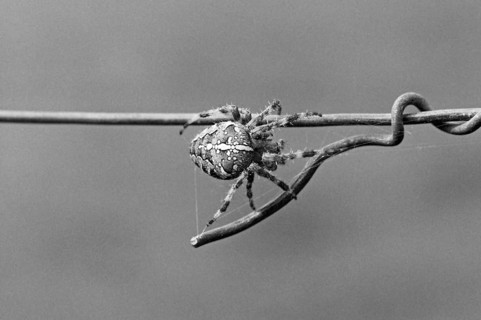 Cross spider (Araneus) on a wire fence, black and white, Bavaria, Germany