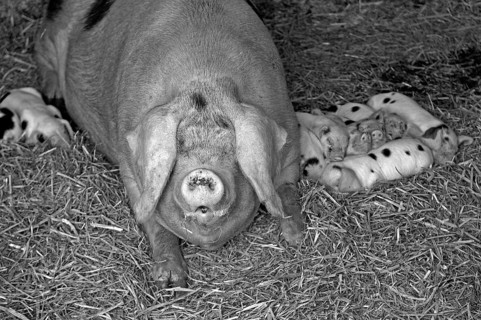 Mother sow with piglets on a farm, black and white, Netherseal, South Derbyshire, England, Great
